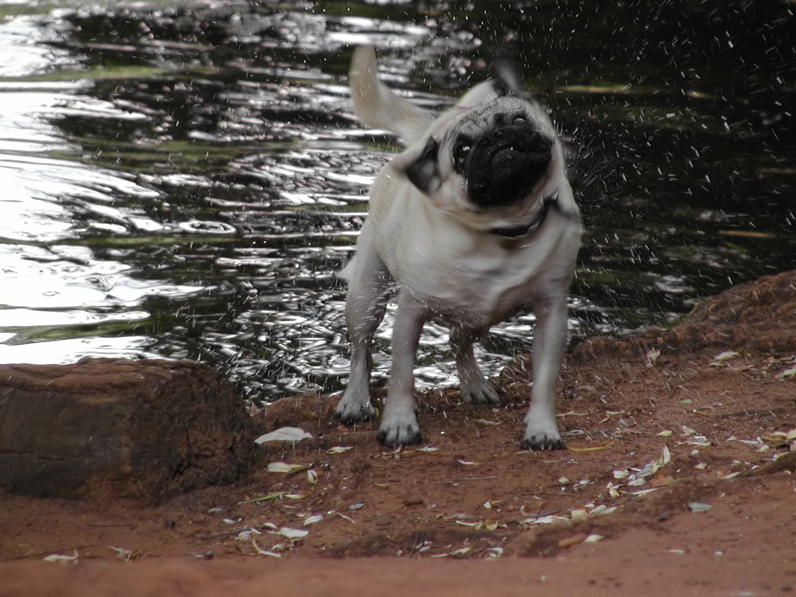 Wet friendly dog