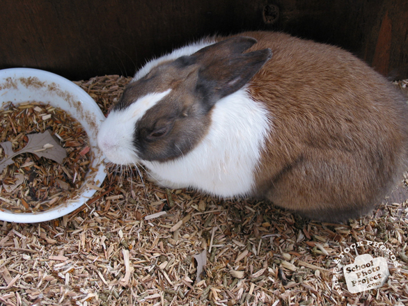 Companion Animal Behaviour problems can occur with rabbits
